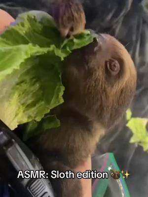 The cutest ASMR you’ve ever heard #asmr #asmrsounds #sloth #slothsoftiktok #sloths 