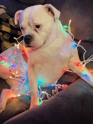 #bubblesthebulldog #americanbulldog #bubblyboo #positivevibesonly💙 #lifeaccordingtobubbles #bulldogsoftiktok #fyp #trending #viralvideo #merrychristmas @dumplingthedumpster 