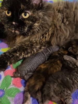 Curly Maine Coon kittens. One with little hair at this time. Too cute!  #windyhillpets.com #mainecoon #newbornkittens #selkirkrex #cutekittens #hairlesscat 