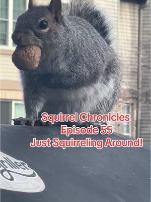 Squirrel Chronicles:  Episode 55 !  A Day In My Swuirrel World #shapoppinwithshannon #squirrels #squirrelsoftiktok #squirreltok #wildlife #nature #storytime #squirrelchronicles #fypシ #furryfriends #animals #animalsoftiktok #GOMP #mypetsquirrel #squirrel #squirrelgang🐿 #squirrellife #furbaby #samuel #samuelj #mysquirrel #mypetsquirrel #squirrelsoftiktok #squirrels #squirreltok #goldiefox #flyingsquirrel #squirrelgang🐿 