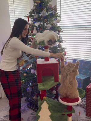 Day 8: Cat Advent Calendar (cat toys and cat socks) 😺🎄❤️💚  . . . . #adventcalendar #catadventcalendar #christmas #christmascountdown #cat #cats #alaskathecat #alaskatheragdollcat #orangecat #cattoys #ragdoll #merrycatmas 