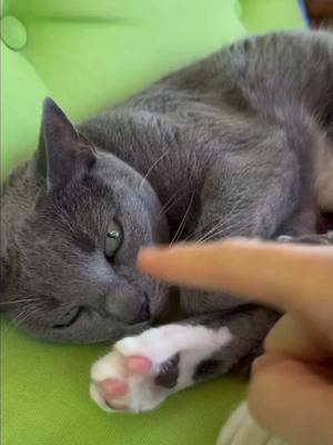 Paw readings for cat personality  Audio credit meow_its_naitang  #catsvideo #catsoftheworld #cats #catslovers #catsoftiktok 