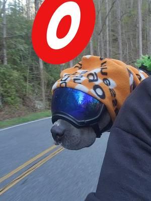 Wish we were on 'Ol rocky top bustin a lap. Let's Go Vols! #tnfootball #tnvols #rockytop #dog #bikerdog #pitbull #tailofthedragon #gaptrash #knuckleheadedadventures 