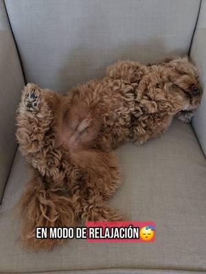 En modo de relajación😴 Kevin💙 #poodles#canichestoy #perrijos#caniches#canhijos#mamaperruna#furdoggies  #perrosgraciosos #amorperruno 