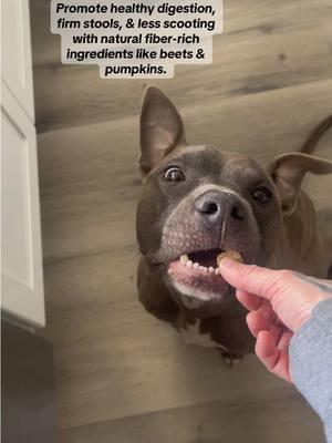 I promise supporting their gut health is beneficial for you too! #okiee #okieepets #dailyfiber #fiber #foryou #foryourpet #petparents #dogsoftiktok #puppiesoftiktok #usamade #support #pumpkin #beetpulp #dandelionroot #natural #TikTokShop #christmasgift #tiktokshopendofyearsale #endofyearsale #deals #dealsforyou #dealsforyoudays #furbaby #roo #yogi #gator #pitbullsoftiktok #picky #pickypittie #pittiesoftiktok #myboys #eastsidestraystory 