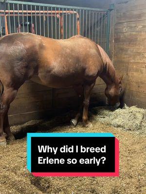 Replying to @ladybones_cathy.g Why did I breed Erlene so early?🐴 #foalingseason #foalingseason2025 #broodmare #maresoftiktok #horsebreeder 