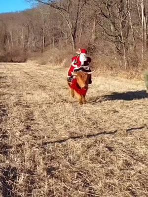 Highlights of last year's ride with Santa! Charlie definitely gave him a ride to remember! Lol Merry Christmas Everyone! #fluffycows #cowcuddling #savesoil #trending #cows #farmtour #Santa #charlie 