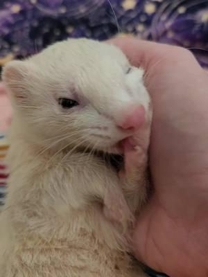 I absolutely lately love how ferrets wash their faces 🌶🍗💖 #nuggettheferret #ferrets #wholesome #ferret 