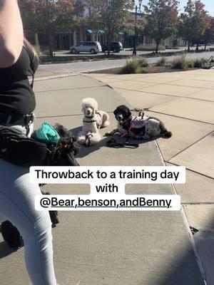 Always love training with Natalie and Benson! #servicedog #medicalalertdog #disabled #dogs #poodle #dog #posturalorthostatictachycardiasyndrome #did #fyp #pnes #diabetes #dissociativeidentitydisorder #diabeticalertdog #psychiatricservicedog #wheelchair #seizures #pots #dissociativedisorder 