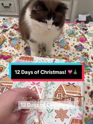 I think Mae Mae was much more happy today with getting a toy instead of clothes for her 12 days! 😹💗 #ragdollcat #cattok #catoftiktok #funnycatvideos #adorablecats #fyp #catlady 