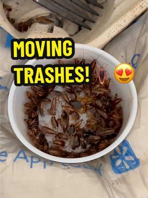 MOVING TRASHES!🪳 #roaches #cockroaches #freecleaning #deepcleaning #pestcontrol