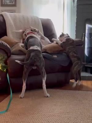 my friends new puppy is amazing 👏 #foryoupage #apbt #fyp #fail #puppy #fall #hollabackgirl  @Brass.AST 