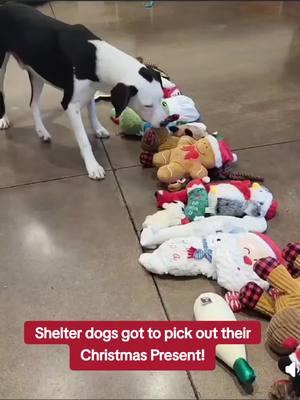 #dogsoftiktok #dogs #shelterdog #cuteness #foryoupageofficiall #fypシ゚viral #legandary 