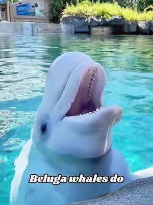 Why is the beluga whale’s head so soft?#us #knowledge #belugawhale 