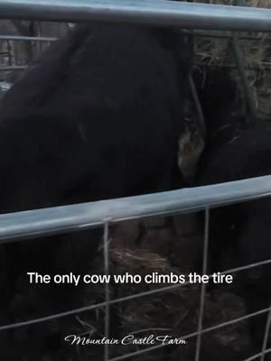 #tire #why #confused   #betterontop #uphigh #skyeofmcf #memoriesbysheri #mountaincastlefarm #farminglife #hay #roundhayfeeder #agcenterhagerstown #getdown #hobbyfarm 