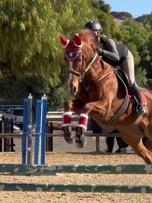 ready for christmas🎄 had sm fun tdy🎅🏻❤️ #equestrian #christmas #horse #eq #cutesthorse #monty #babyhorse 