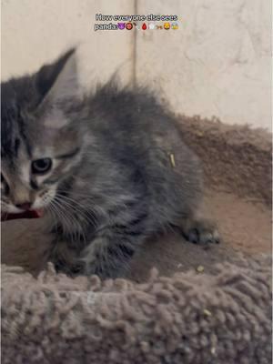 Shes just a baby🥰💕🐯 #kitten #babycat #cutekitten #sweetkitten #veryfriendly #doesntbite #tabbycat #tabbykitten #greykitten #cutecat #kittentok 