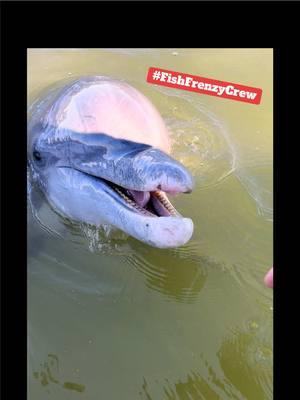 I’ve always been told that I have a strangely close line of communication with nature, and I never truly believed it but after more thought… There’s just too many coincidences.🐬😂🐬 #fishfrenzycrew #flipper #dolphin #southcarolina #porpose #nature #wildlife #homie #vibe #squad #daufuskieisland 