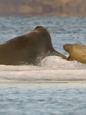 A hunting game between seal's and polar bears #wildlife #foryoupage #hunting #viral #trending #fyp #bear #seal #tiktok 