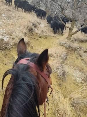 chasing cattle through the brush in Sodak county 🤙#yessir #cowgirl #dontquityourdaydream #horsesontiktok #horsesoftiktok #horses #cowgirluporgohome #ridehardorstayhome #yeehaw #liveitup #liveit #onelifeliveit #liveyourbestlife #cowgirlcheck #cowgirl #cowgirltough #staypunchy #fyp #fypシ゚viral #fypシ #fypage #foryourpage #foryoupage #manfromsnowyriver #snowyday 