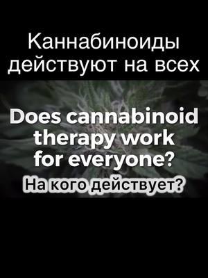 Каннабиноиды действуют на всех #каннабидиол #cbd #краснодар #здоровье #терпен 