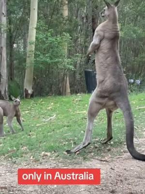 #stitch with @najafiau Start small guys, then work your way up.  Little Red Roo before a Big Red Roo.  #TryARoosterBeforeAKangaroo #DontFightAKangaroo #ChooseLife  #LitteRedRooBeforeBigRedRoo  #RhodeIslandRedRooster #RedKangaroo 