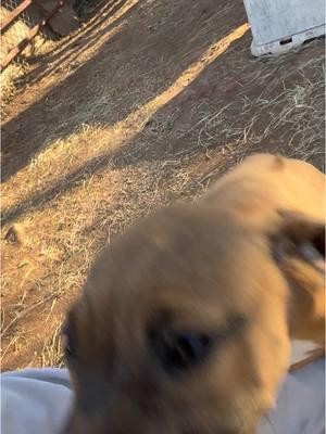 Hanging out with the gang #THK #ADBA #APBT #APBTs #PITBULL #HUNTING #AMERICANPITBULLTERRIER #BULLDOG #TRYHARDKENNELS #GAMEDOGS 