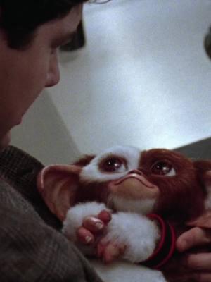 Gizmo shows off his black arm band in memory of Mr Wing . . . #moviescenes #puppet #horrorcomedy #mogwai #gizmo #animatronic #90s#90skids#90sthrowback#horrortiktok #gremlins