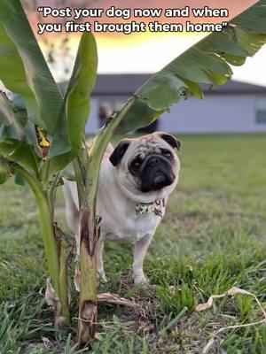 Our youngest baby, now & the day ahe came home 💕 #CapCut #seemslikeyesterday #timeisathief #dogsoftiktok #doglover #dogmom #babygirl #sweetgirl #pug #pugsoftiktok #pugmom #puglife #pugpuppy #stopgrowing #mybaby #mommasbaby #mommasgirl #youngestbaby 