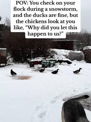 Chickens hate the snow, ducks love it. And I'm here for the chaos.✨ #FarmLife #BackyardChickens #DuckLife #ChickenMom #DuckMom #HappyFlock #FarmAnimals #SnowDay #WinterVibes #SnowAnimals #ChickensInTheSnow #DucksInTheSnow #WinterOnTheFarm #ViralVideo #FarmTok #PetTikTok #FunnyAnimals #CuteAnimals #Fyp #ForYouPage #WinterFarmLife #LetItSnow #ColdWeatherVibes #FarmInWinter