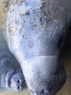 Third time to Florida in the last couple of months.   This time I got to spend some time with a big family of Manatees.  Can never get enough of the sunshine state.    #florida #southflorida #soflo #everglades #manatees #wildlife #nature #instadaily #pet #pets #epic #petstagram #reptile #conservation #fyp #mammal #innercoastal #backbay #funnyanimals #animal #animallovers #animal #manateesofinstagram #manateelove #zoo #zoolife #manateelife #mylife #experience #travel #fish #fishlover #fishtok #fishcontent #fisherman 