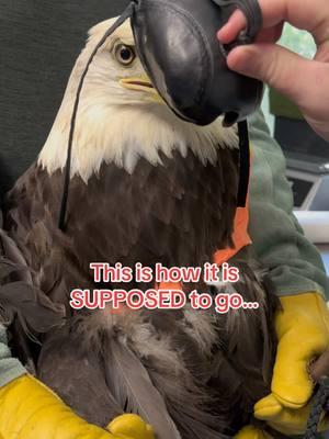 RULE #1 when working with raptors:  ALWAYS expect and be prepared for the unexpected ❤️  Thought we’d share a blooper that happened when we took Aurora back to her aviary the other day after her wing wrap.  Usually we lean down, remove the hood and she walks to her perch, BUT my hand slipped and she ended up on the ground WEARING the hood!  Thankfully i could easily lean down and remove the hood without having to pick her up again!    #eagle #aurora #baldeagle #hood #blooper #lovethisgirl #dayinthelife #lovemyjob 