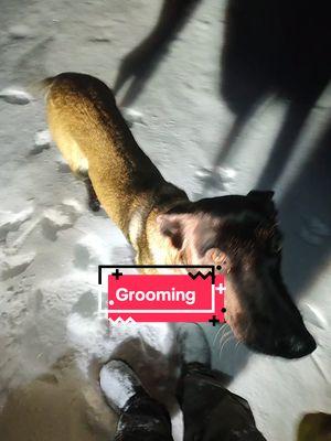 Come groom the trail with me! #dogsledding #winter #endurancekennels #alaskanhusky #sleddogtiktok #sleddogtiktok #maligator #malinois #workingdog #brp #skidoo #skandic #skidooskandic #snowmobile 