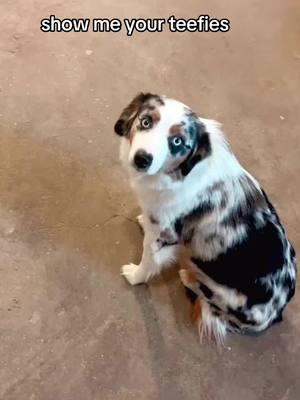 #aussie #miniaussie #farmdogs #farmtok