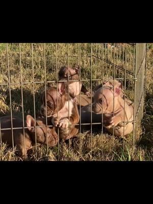 Micro pups#microbully #microbulliesofinstagram #devilspitblood #microbullies 