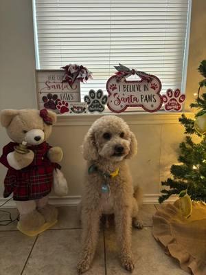 🥰🍋🥰 #lemonboi #christmastoy #christmasfilter #minidoodle #beautifuldog 