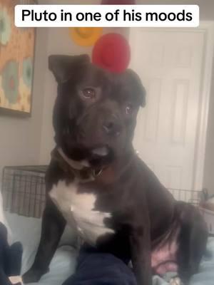 #dog #viralvideo #trending #fyp #pluto #corsomix #bullymix #corsobullymix 