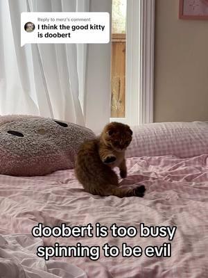 Replying to @merz u guys would not know how much doobert spins, i rarely ever have my camera out early enough to catch it 😵‍💫 #fyppppppppppppppppppppppp #kitten #catsoftiktok #scoobertdoobert #fypシ゚viral 