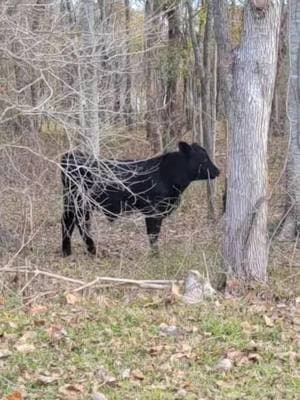 A never ending story #cattle #calf #steer #cowtok #ranch #farm #livestock #beef #cowboy 