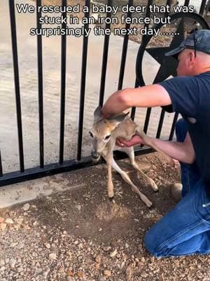 Rescue a baby deer #rescue #rescueanimals #animalsoftiktok #animal #deer #deertiktok 