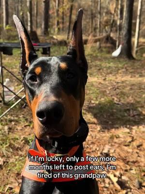 Im so over this shit lol im honestly not sure I ever want to post ears again - he has ripped them out and been difficult the entire tim….check back in 8yrs for that final hahah. #d#dobermand#dobermanpinscherd#dobermandynamicsD#DogTrainingd#dogtrainerN#NOLADogTrainera#akcobediencea#akca#americankennelclubd#dpcaP#PuppiesD#Dogsd#dobien#neworleanss#swampdobel#labradorretrieverl#labsd#dogsportsc#cockerspanielS#Spanielspuppytraining 