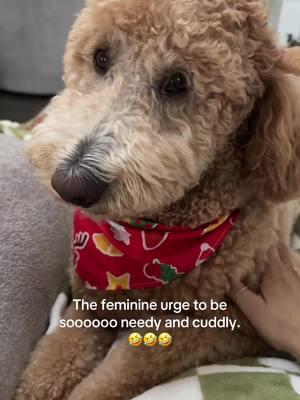 Wounded Feminine or Divine Feminine? 🤣 #feminineurge #divinefeminineenergy #divinefemininerising #puppylovers #goldendoodlesoftiktok #woundedfeminine #whisperingasmr #asmrsound 