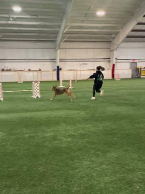 3/4 qualifying runs and 2 1st place ribbons in classes of roughly 14 dogs! He is my super mutt!!🐾❤️ ••• #dogcommunity #dogsoftiktok #DogTraining #agilitydog #catahoulamix 