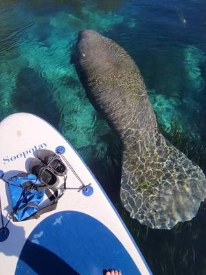 Have you seen the real Florida? 🌴 #manatee #savethemanatees #wildflorida #naturalspring #floridasprings #paddleboard #paddleboating #naturelover #conservewildlife #floridawildlife #floridacheck #floridalife #marinebiology #naturalbeauty #florida 