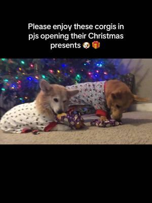 Merry Corgmas! 🐶🐾 . . #presents #openingpresents #christmaspjs #dogpjs #xmaspresents #dogmom #corgis #corgi 