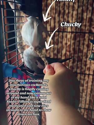 Day three was a hoot. They still freak out if I make any sudden moves, but overall my cockatiels are warming up to me. #cockatiel #cockatielsoftiktok #cockatielsontiktok #cockatiellife #cockatielsrock 