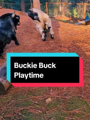 When Buckie Bucks switchto Play Mode.  #goattok #pygmygoats #pygmygoatsoftiktok #lifeofashowbuck #npga 