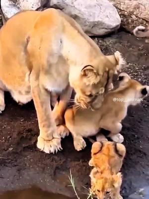 Little lion cubs are adorable with their families, and these are such cubs. #animals #wildlife #lion 