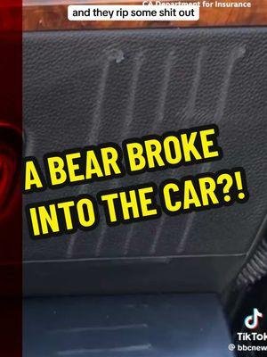 Somebody call Bethenny Frankel!!! #insurancefraud #carinsurance #bear #bearsoftiktok #bears #robbed #scam #fraud #insurance #storytime #feelgoodstory 