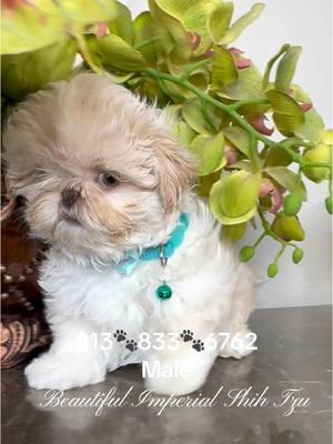 #mascota #viral #shihtzu #creamshihtzu#pet #christmaspet #lovepet #resaltar #prettyboy 